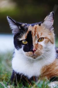 Close-up portrait of cat