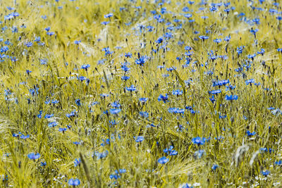 Full frame shot of yellow flowers blooming on field