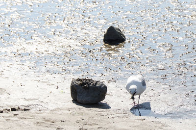 View of birds on sand