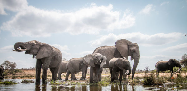 Elephants drinking water from lake