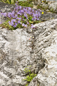 Close-up of purple flowering plants on rock