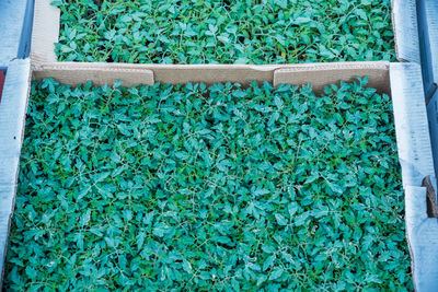 High angle view of plants growing in crate