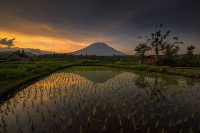 Scenic view of rice field against sky during sunset