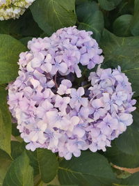 High angle view of hydrangea blooming in park