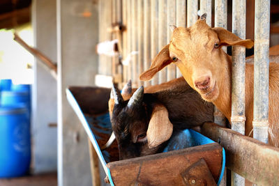 Close-up of a goat drinking