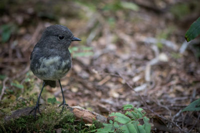 Close-up of bird perching on a field