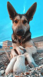 Close-up portrait of dog relaxing outdoors