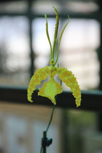Close-up of yellow flowering plant