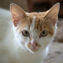 Close-up portrait of ginger cat