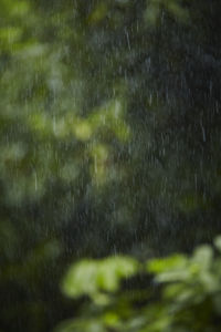 Full frame shot of wet plants