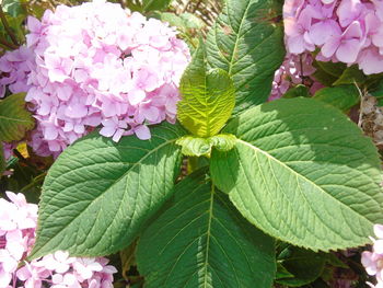 Close-up of pink flowers blooming outdoors