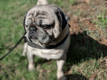 Portrait of a dog on field