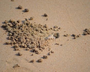 High angle view of footprints on sand at beach