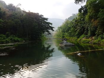 Scenic view of river in forest against sky