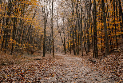 Trees growing in forest during autumn