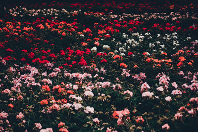 Close-up of red flowers