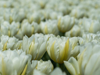 Close-up of fresh white flowers blooming outdoors