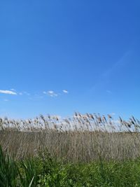 Plants growing on field against blue sky