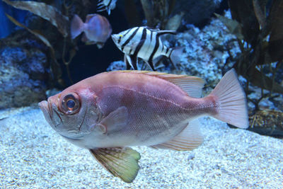 The popeye catalina soldierfish pristigenys serrula also know as bigeye soldierfish in the aquarium 