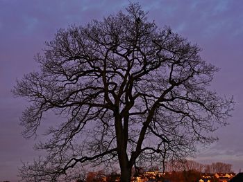 Low angle view of silhouette bare tree against sky