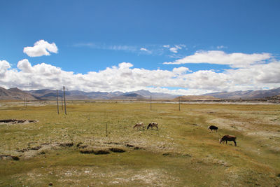 View of w himalayan mountains and tibetan village with yaks