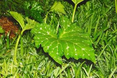 Close-up of raindrops on leaves