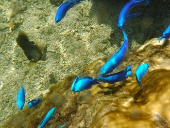 Close-up of fish swimming in sea