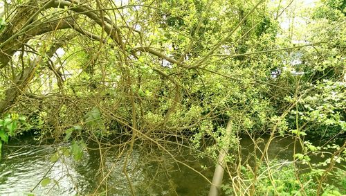 Scenic view of forest