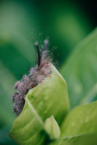 Close-up of insect on leaf