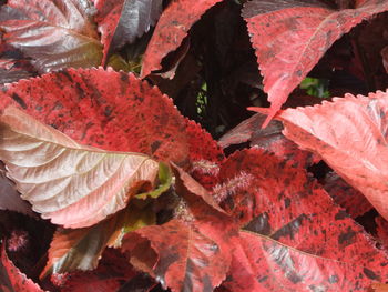 Close-up of autumnal leaves