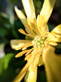 Close-up of yellow flowering plant