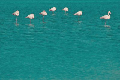 Flock of birds in lake