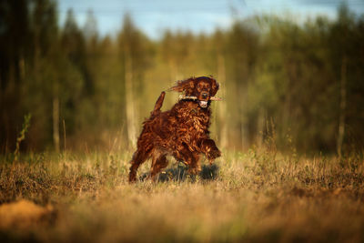 Close-up of a dog on field