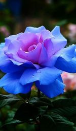Close-up of purple flower