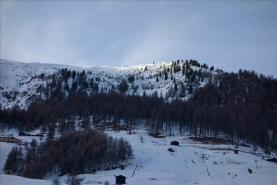 Trees on snow covered landscape against sky
