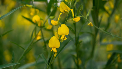 Close-up of yellow flowering plant on field