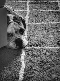 Close-up portrait of dog relaxing outdoors