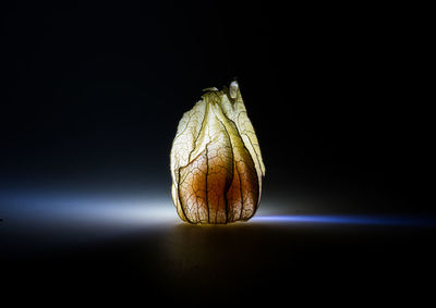 Close-up of leaf against black background