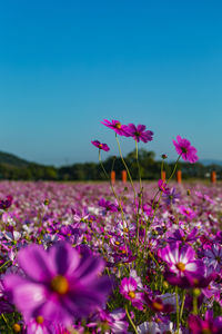 Kashihara city, nara prefecture cosmos field of fujiwara palace