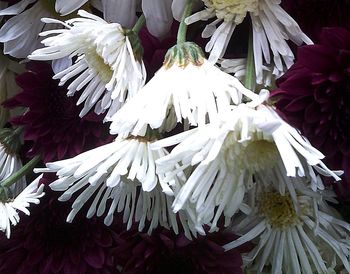 Close-up of flowers