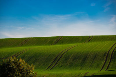 Scenic view of agricultural field against sky