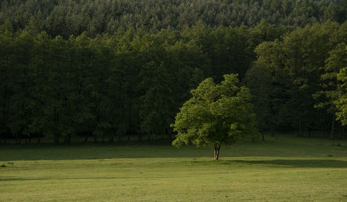 Scenic view of trees in forest