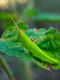 Macro photo of grasshopper insect on the leaf