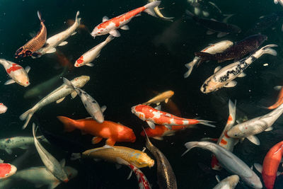 Fish swimming in sea