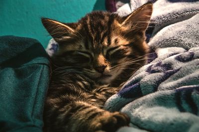 Close-up of cat resting on bed