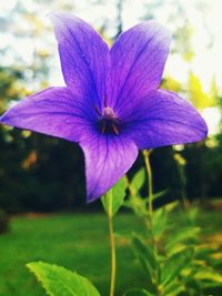 Close-up of purple flower