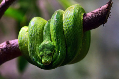 Close-up of green snake on branch