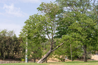 Trees on field against sky