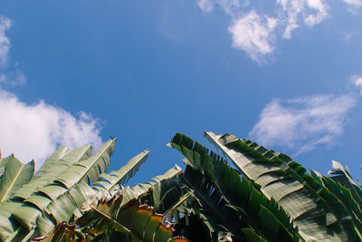 Low angle view of palm tree against blue sky