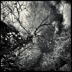 Low angle view of trees against sky